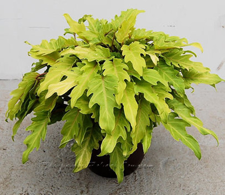 Philodendron Winterbourn,Philodendron 'Xanadu' Hort.
